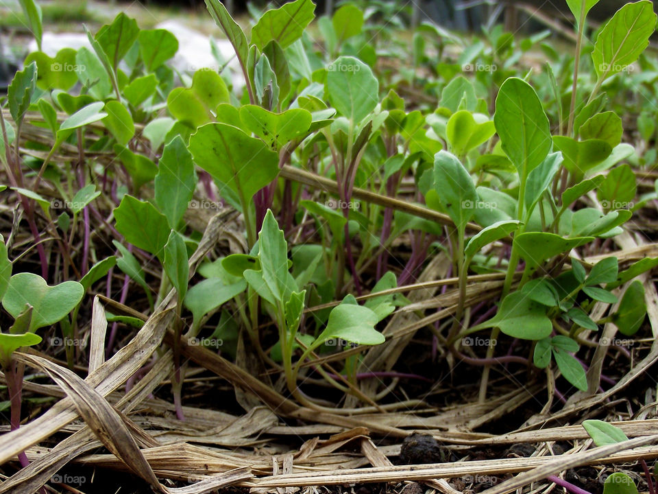 kale sprout
