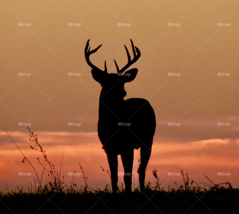 Whitetail buck silhouette 