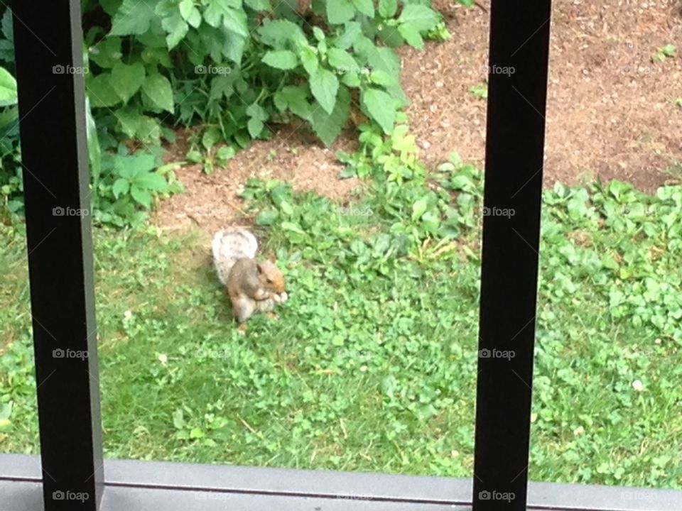 Squirrel eating 