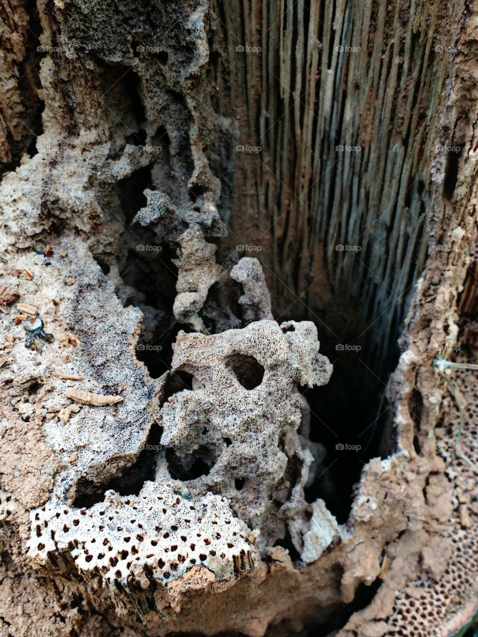 wood decay