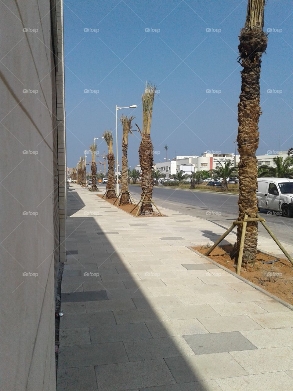 palm trees at the edge road