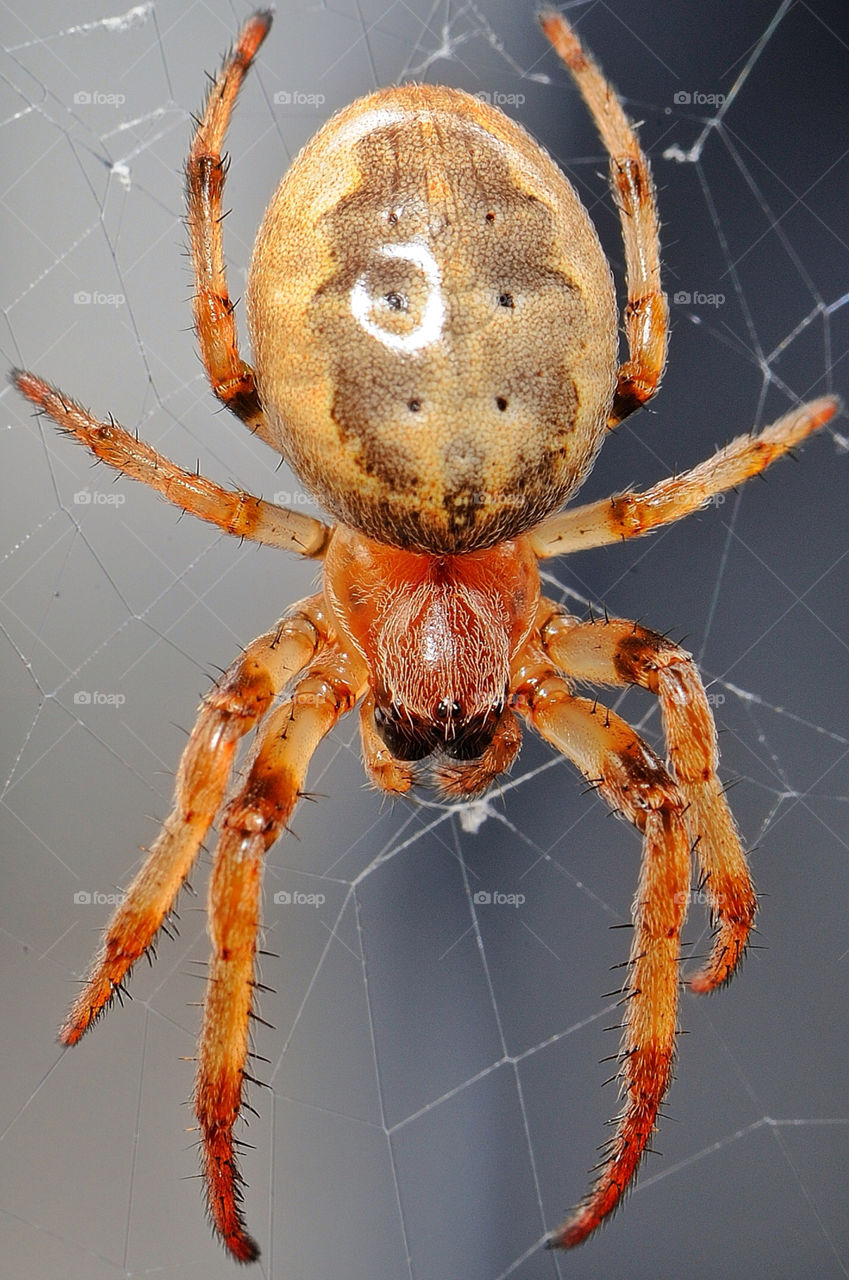 web spider animals fangs by delvec