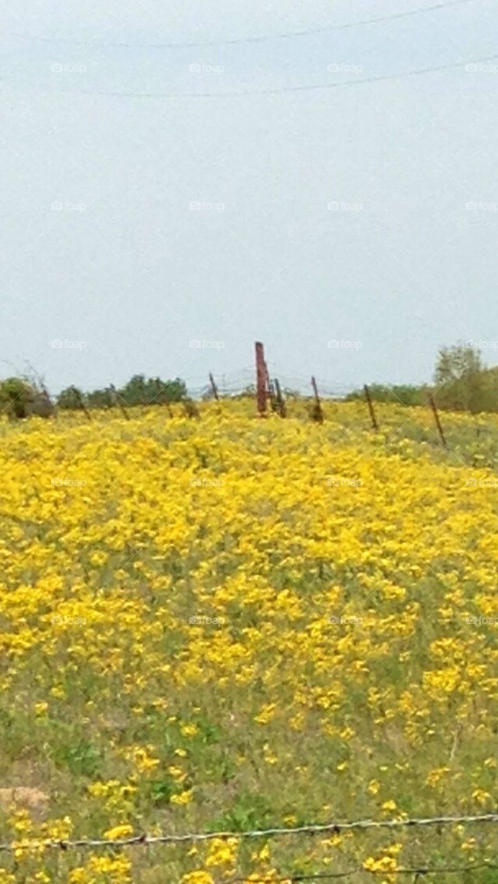 Texas Wildflowers