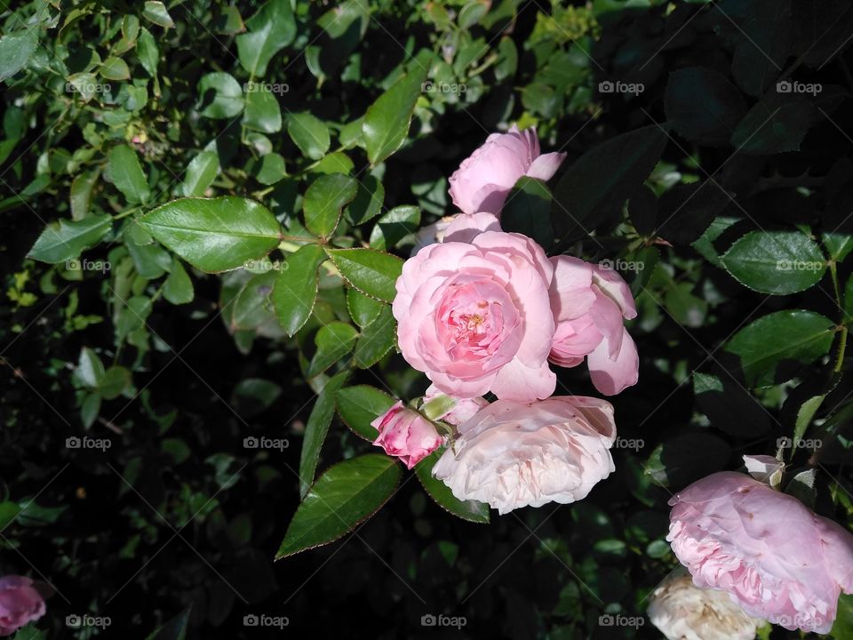 Pink head rose