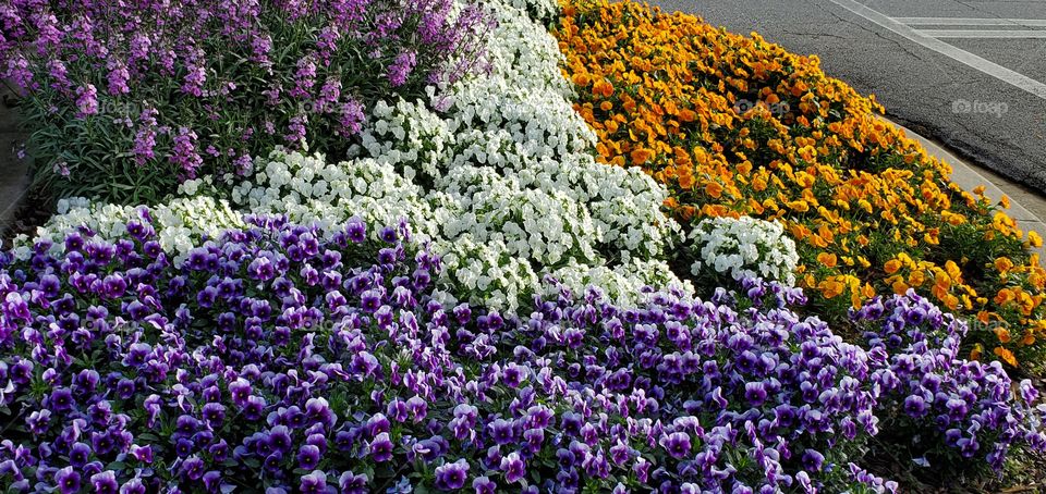 Spring Time Flower Bed