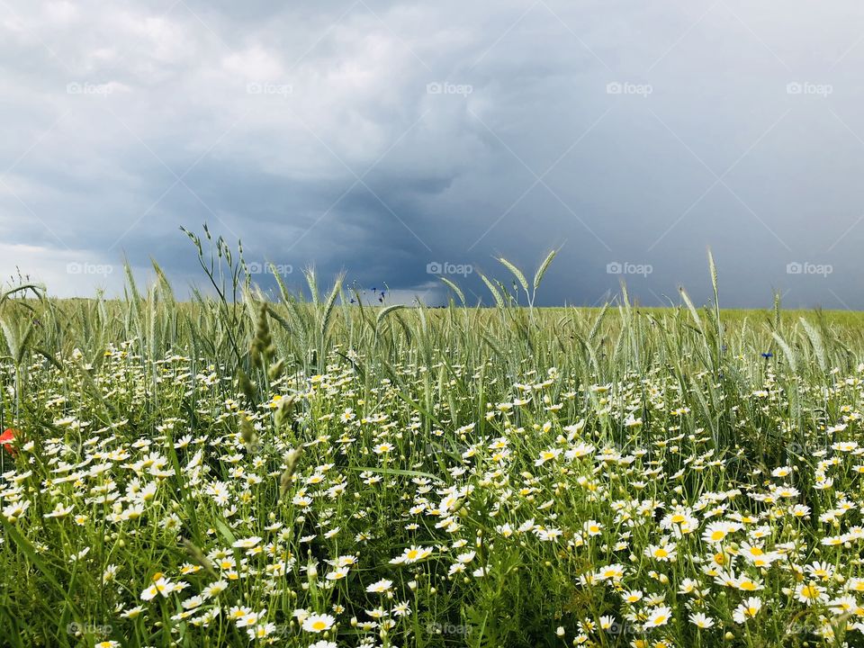 Grey storm clouds over field of green wheat and daisies in summer