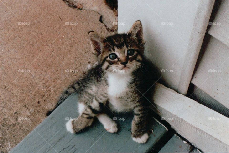 Tabby kitten