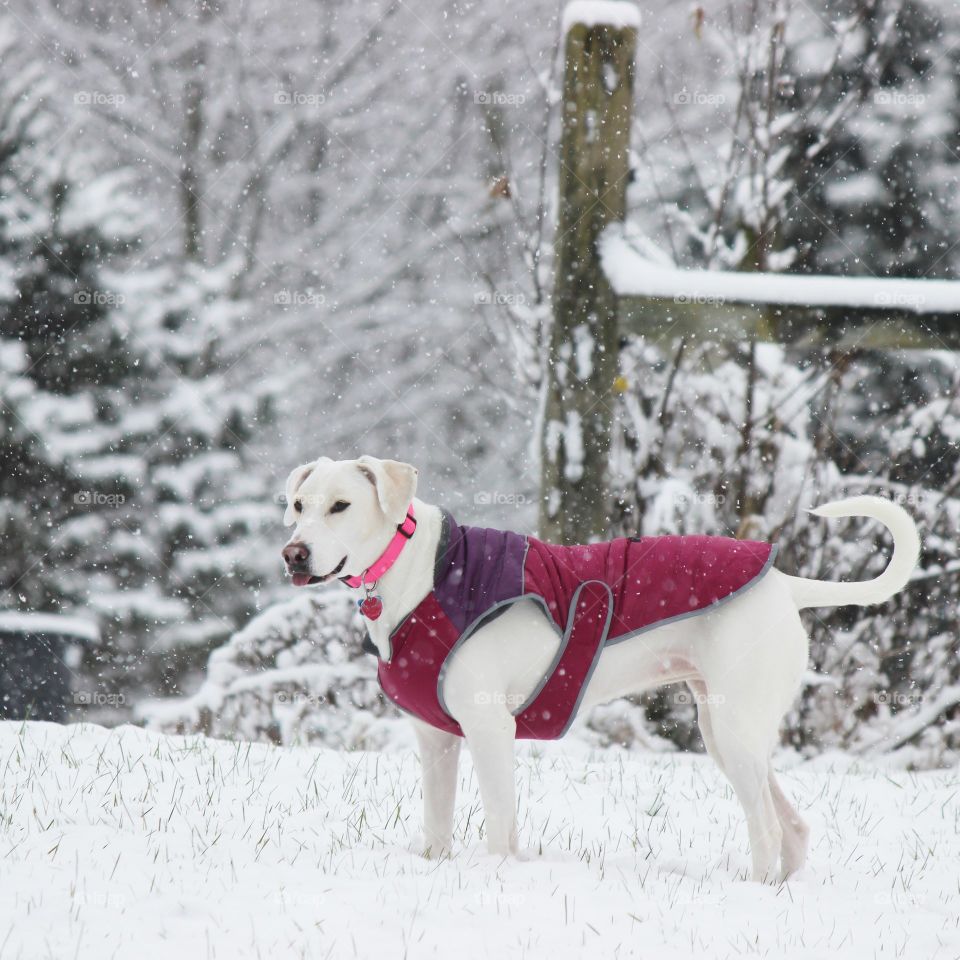 elle our adopted dog enjoying the first snowfall