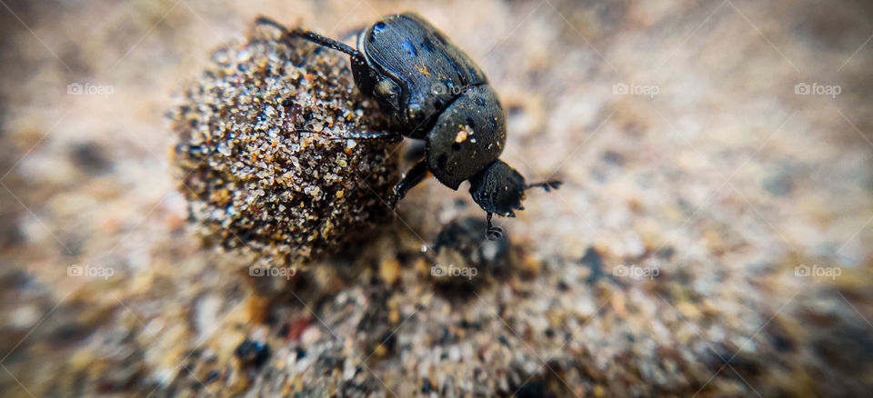 A Story of a BUSY Creature that he is always busy rotating cow dump to his home... Macro click #macro view