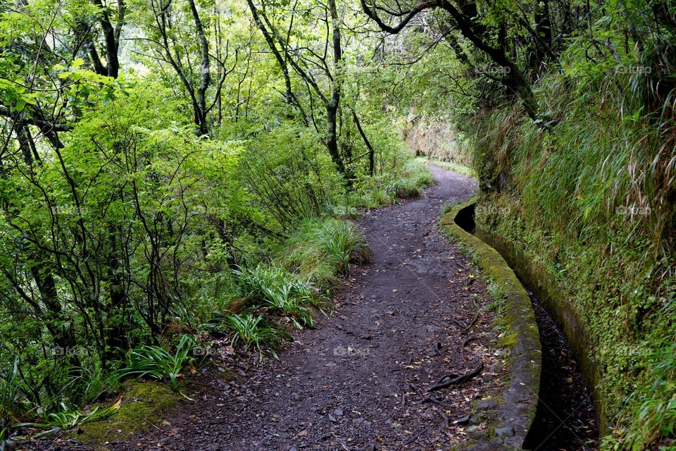 Promenade en forêt  le long d'une levada sur l'île de Madère