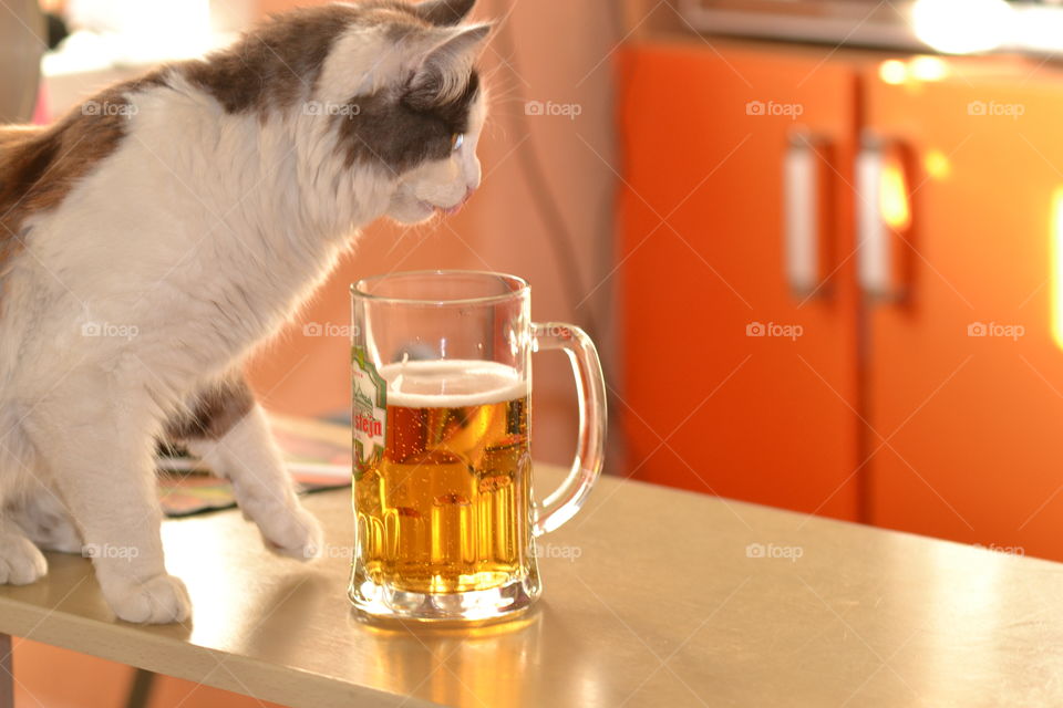 cat with beer