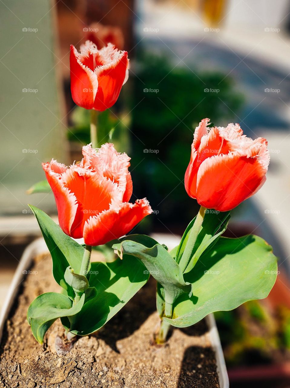 tulip in korea