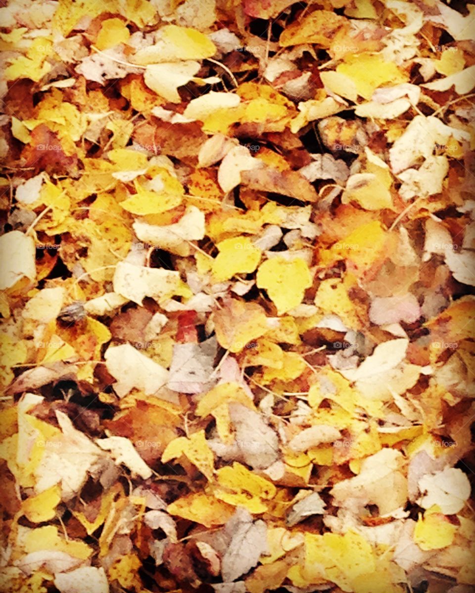 Autumn leaves