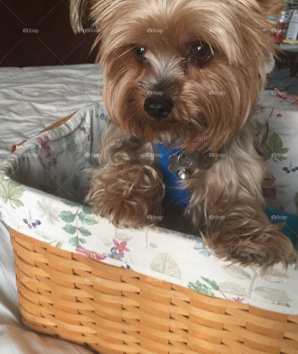 It's Laundry Day!
I Love Clean clothes and sheets
Yorkie in a basket