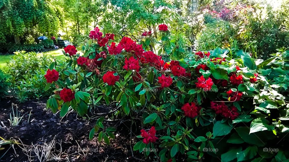 red flowers green leaves bush landscapes nature