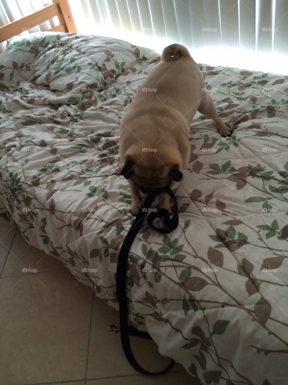 I’m ready to go for a walk mommy 
