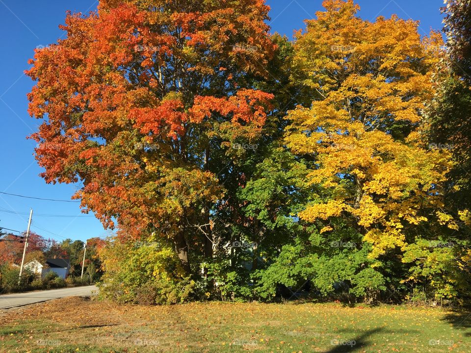 Fall foliage in Maine