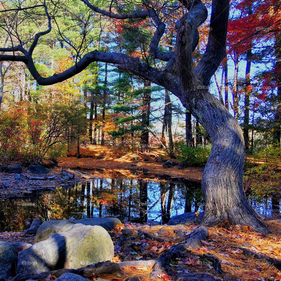 Trees in the forest