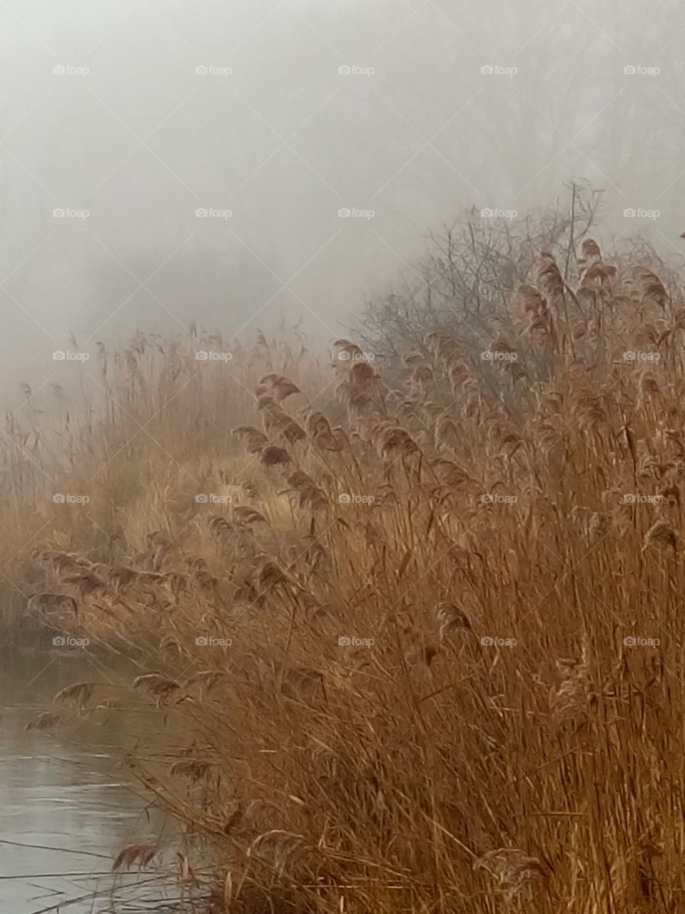 polish nature | fog at the river