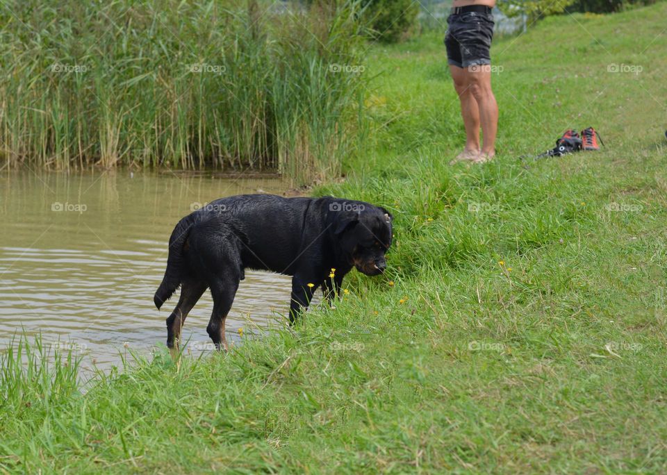 dog and person on a lake shore view from the ground