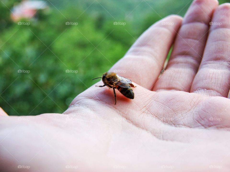 Bee
