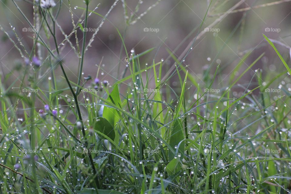 Grasses with morning dew