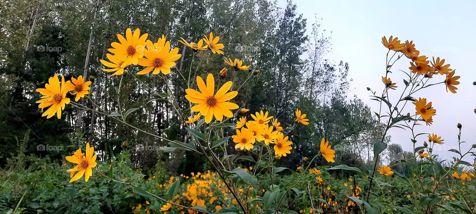 Autumn yellow flowers