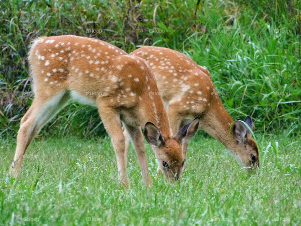 Fawn