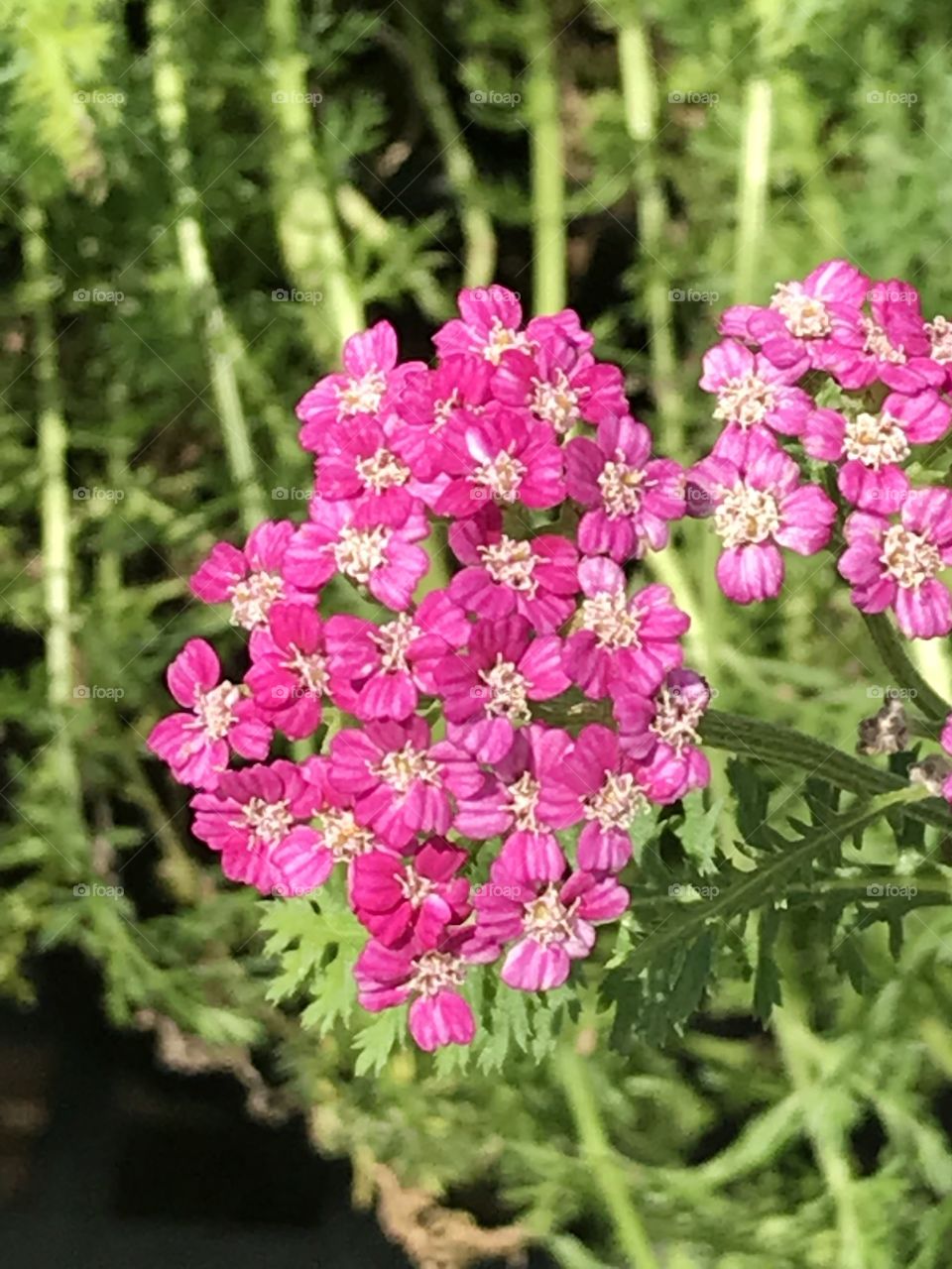 Pink flowers of a butterfly bush 