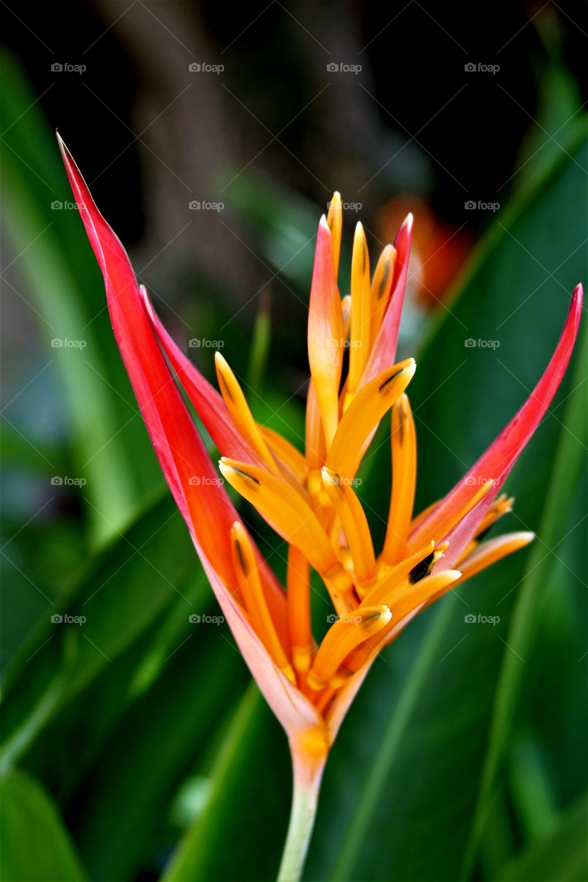 tropical flowers