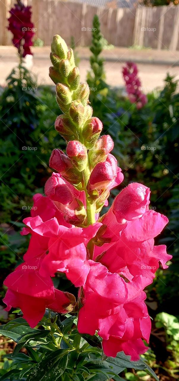 pink flowers on garden