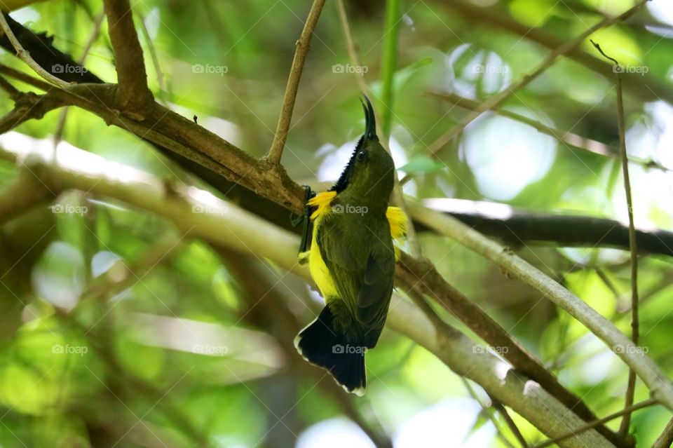 Olive backed sunbird: Mettoforest, Bangkok, Thailand