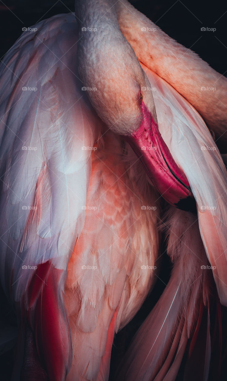 Beautiful flamingo 