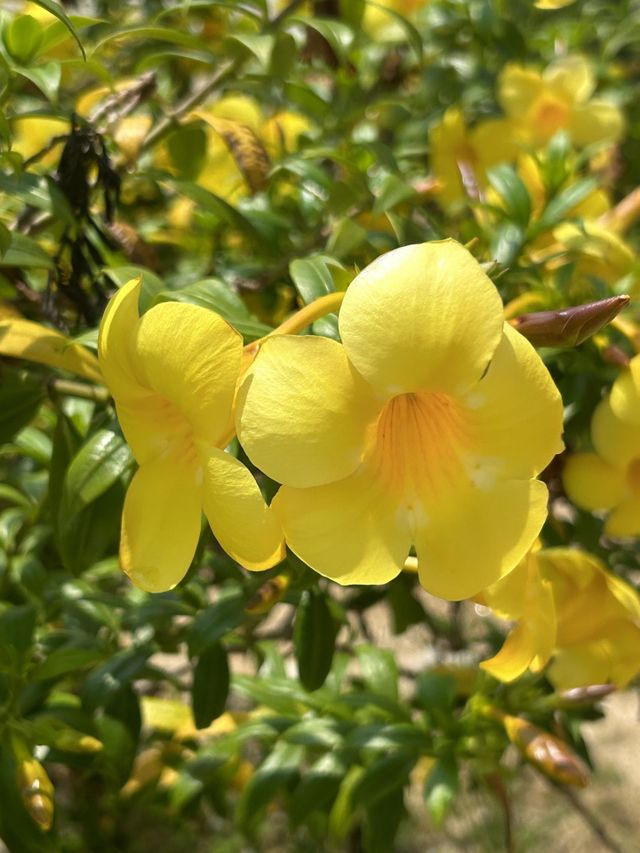 Allamanda Cathartica flower