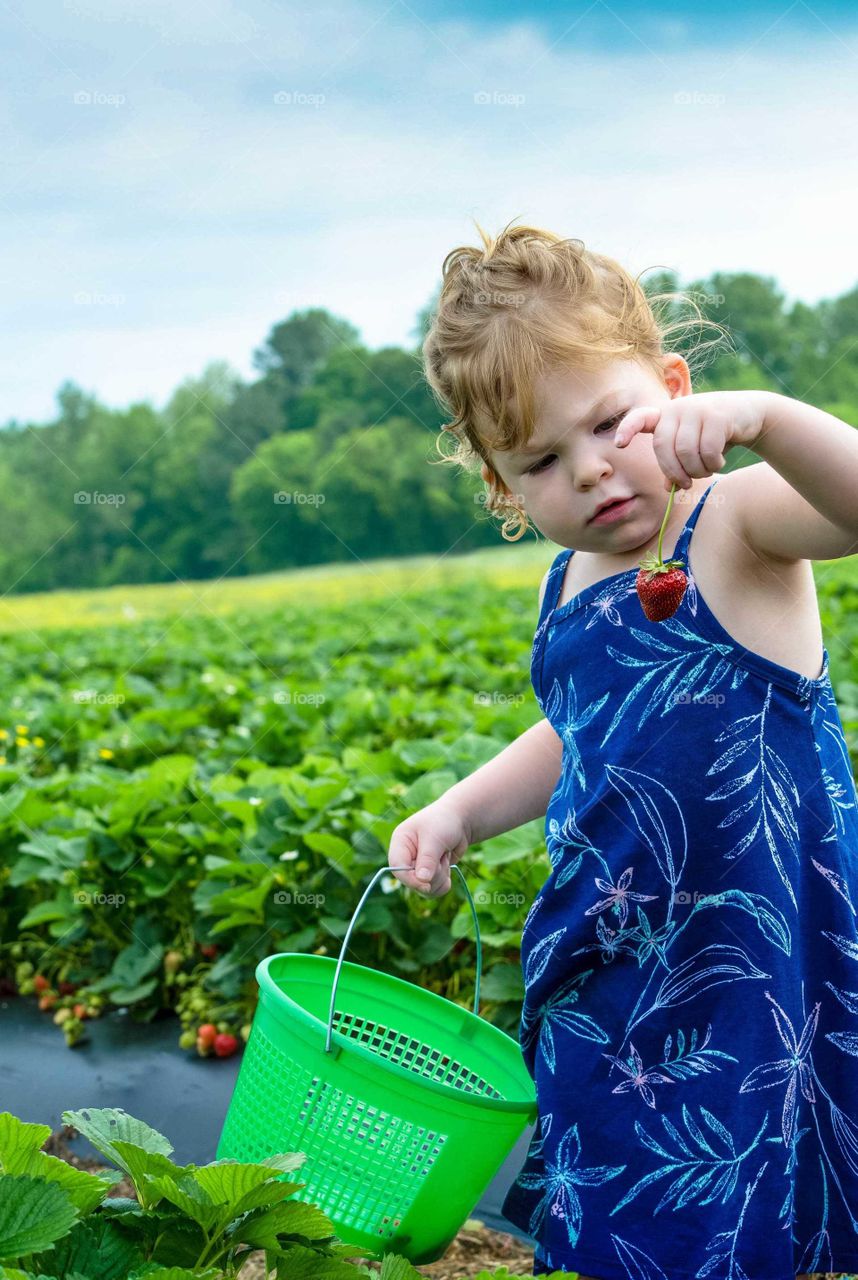 Little girl collecting ripped strawberries in basket