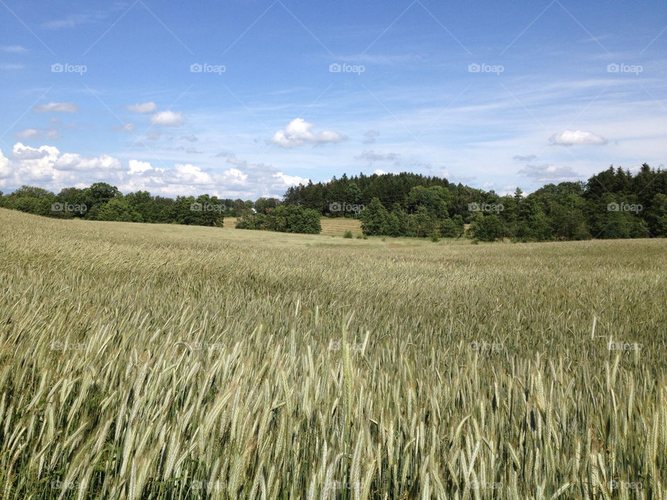 sky field forrest cloud by jesja782