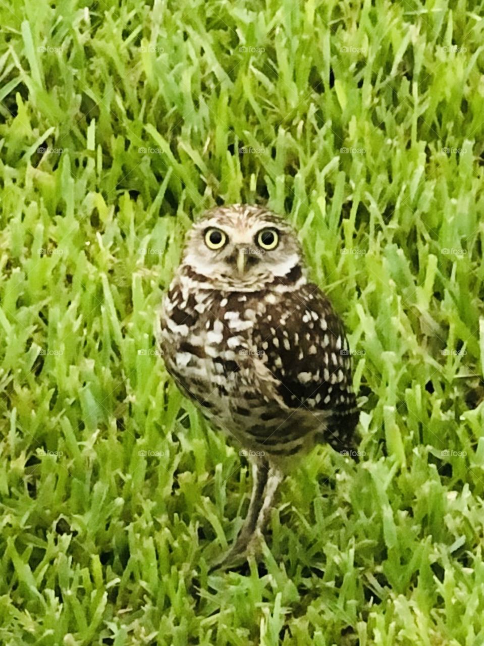 A burrowing owl keeps a watchful eye on his yard in Cape Coral, Florida.