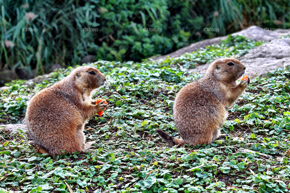 Two gophers are eating and looking at the same direction 