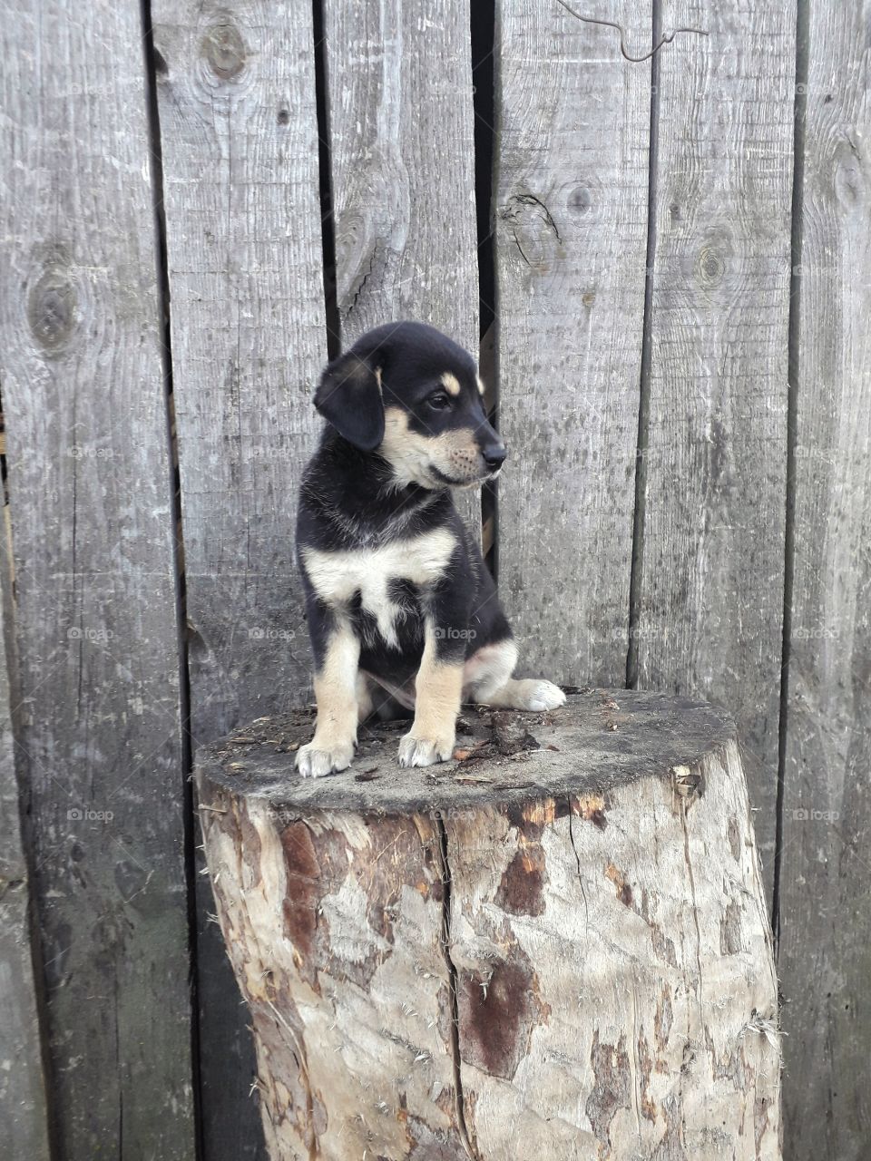 funny puppy on the stump