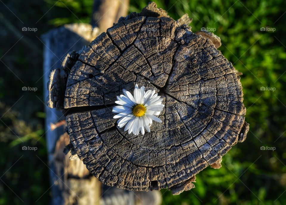 Nature, Wood, Tree, Flora, Summer