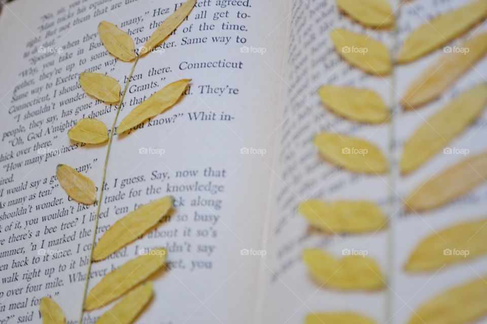 Pressed leaves in a book.