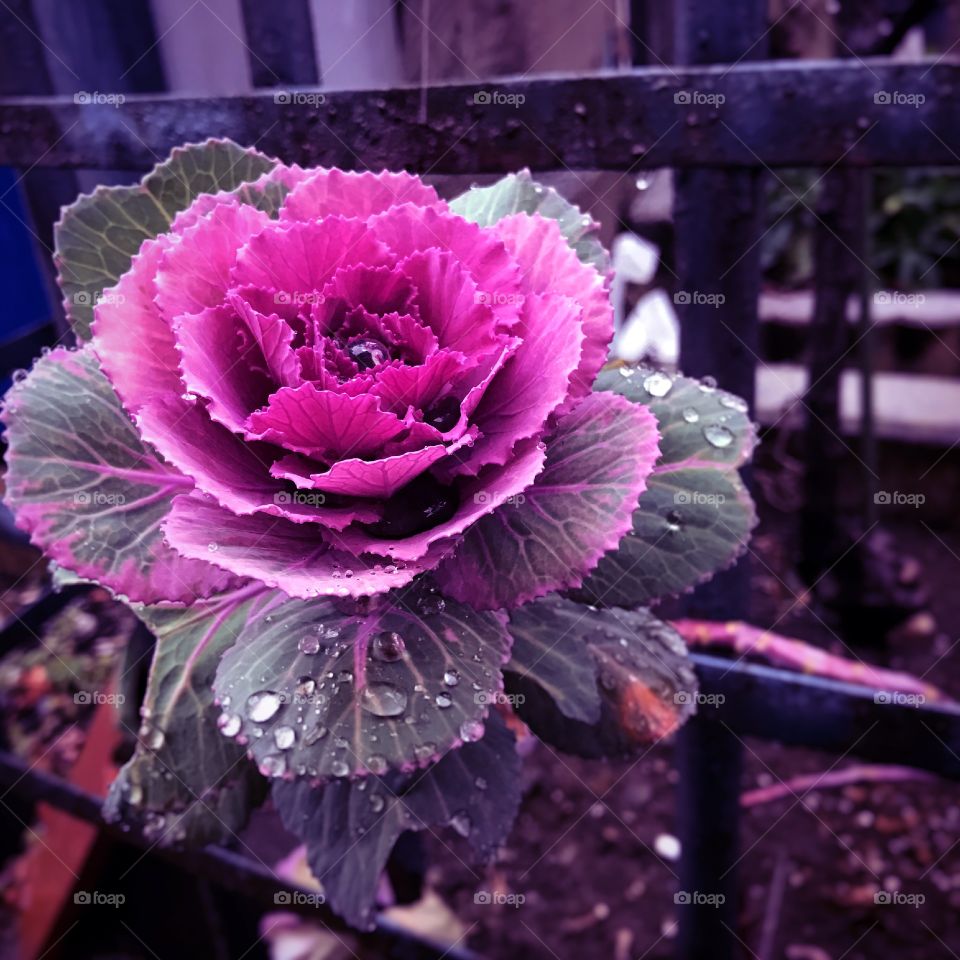 Waterdrops on purple kale plant