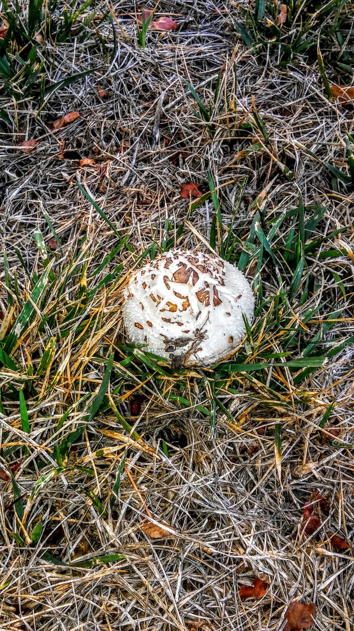 white and brown mushroom