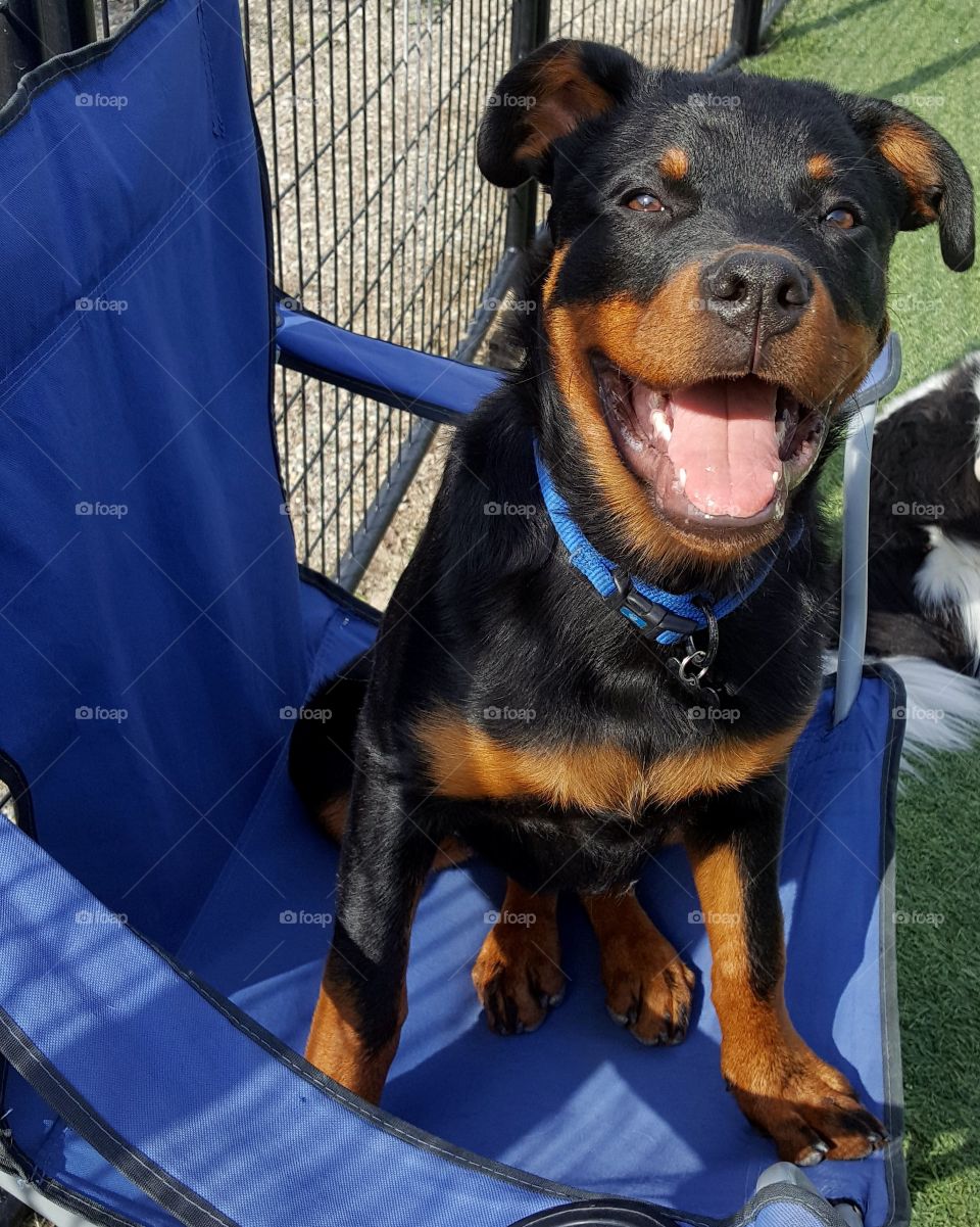 Beautiful Boy 💙
Purest Of Hearts, Friendly,
Wise And Strong 🐾