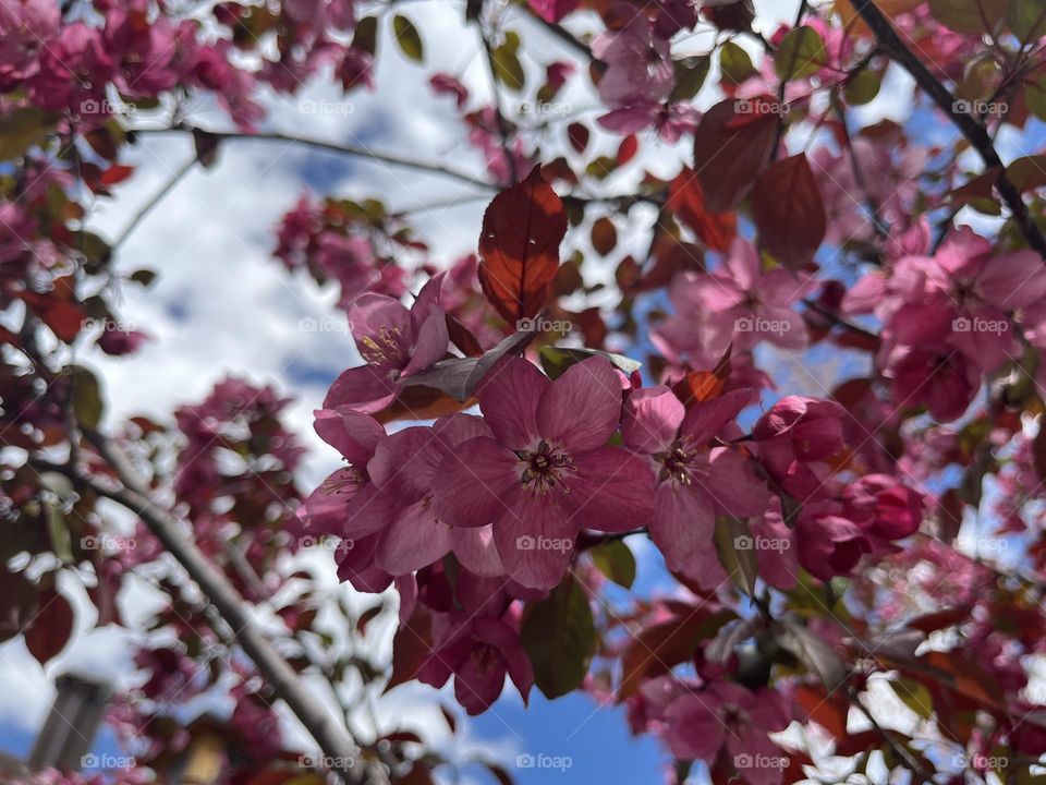 Pink flowering tree 