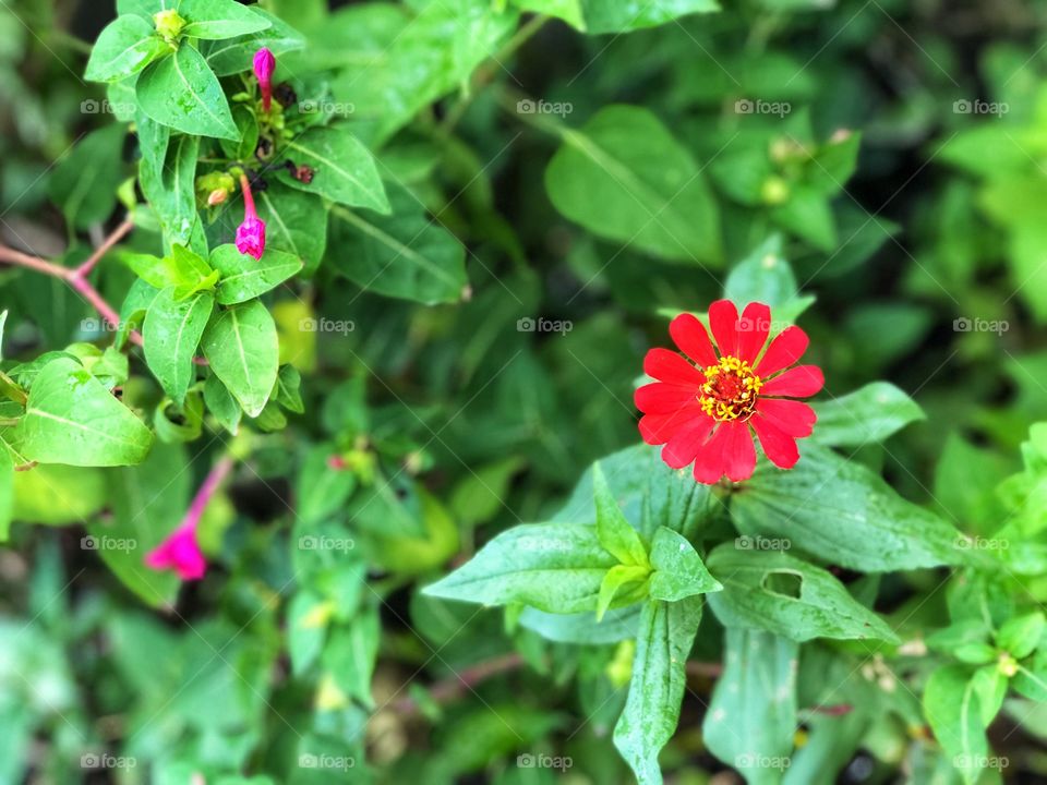 Sometimes, different is good! Beautiful flower. 🌸