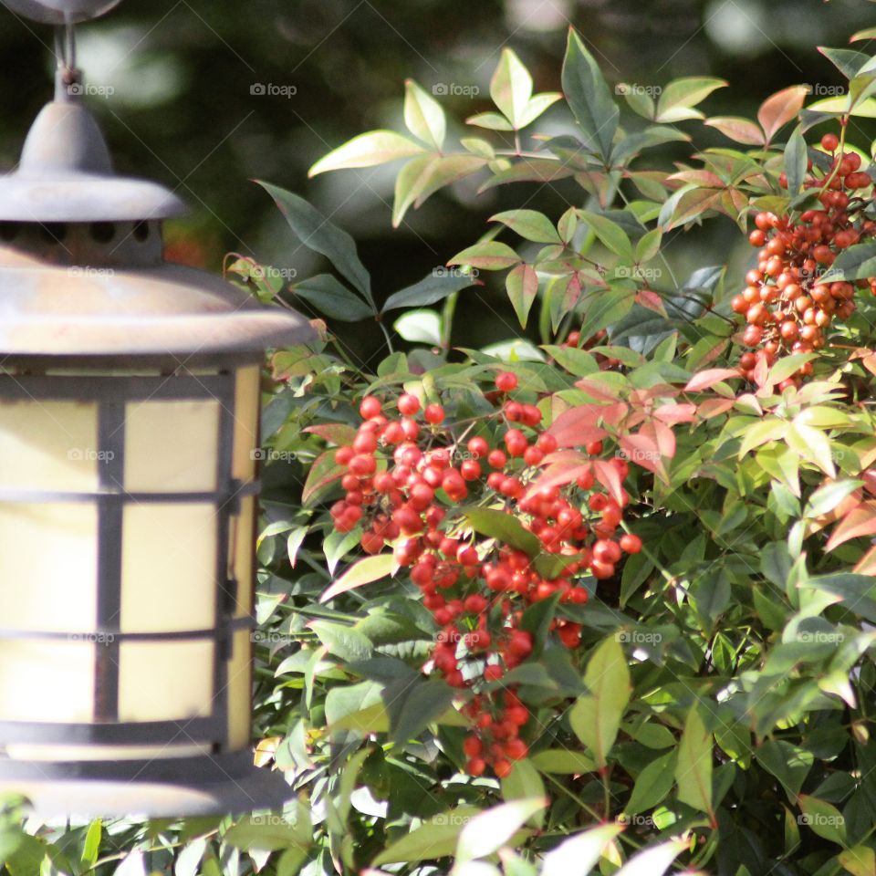 Nandina Red Berries And Lanterns 