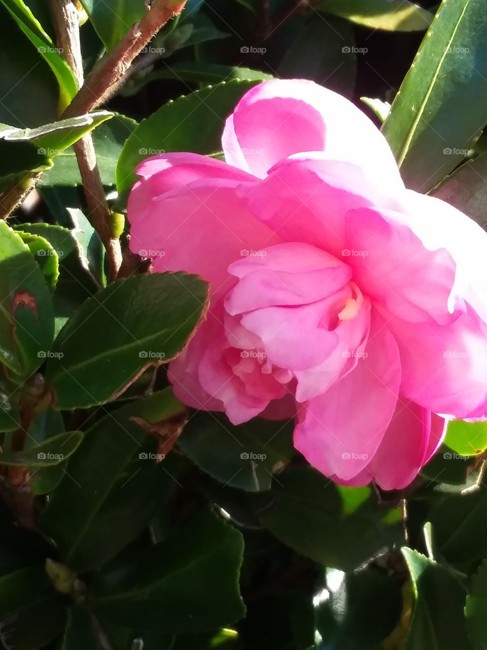 beautiful pink magnolia