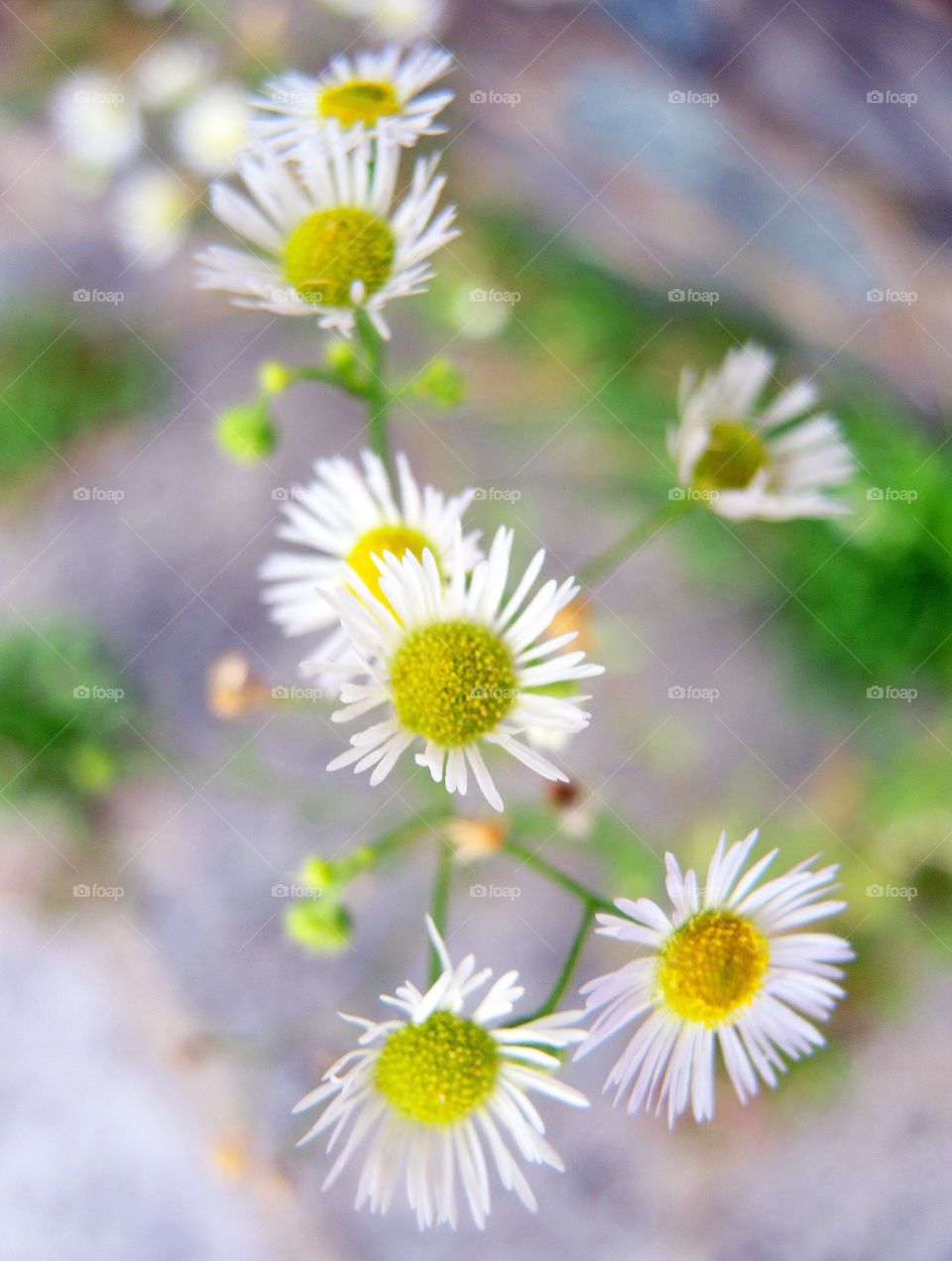 Summer Daisies 