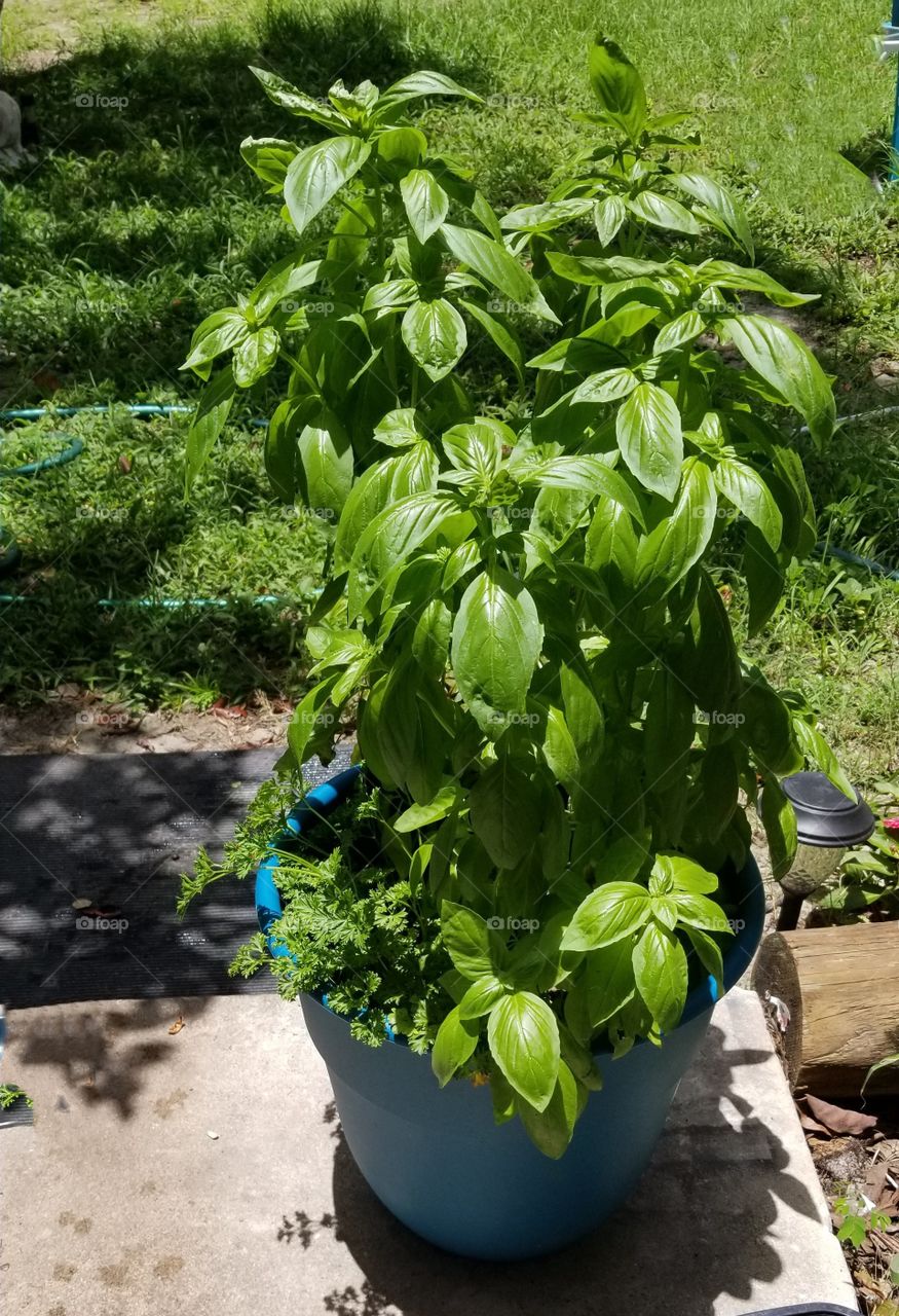 Beautiful Basil